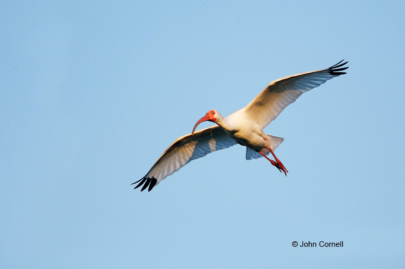 Animals in the Wild;Eudocimus albus;Flying Bird;Ibis;Photography;White Ibis;action;active;aloft;behavior;birds;color image;flight;fly;flying;in flight;motion;movement;one animal;soar;soaring;wing;winged;wings